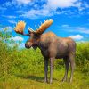 Moose