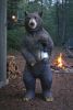 Standing Bear With Lantern 3.5Ft Outdoor Garden Statue
