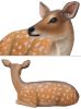 Fallow Deer Fawn Lying Down