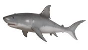 Great White Shark 6Ft