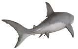 Great White Shark 6Ft