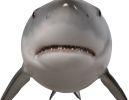 Great White Shark 6Ft
