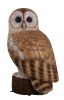 Tawny Owl 5Ft