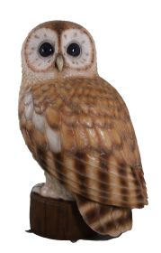 Tawny Owl 5Ft