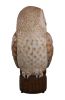 Tawny Owl 5Ft