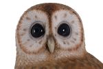 Tawny Owl 5Ft